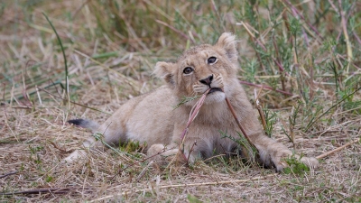 Löwen Baby beim Spielen im Sabi Sand Reservat (Alexander Mirschel)  Copyright 
Infos zur Lizenz unter 'Bildquellennachweis'